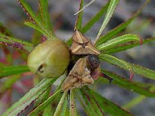 Stillingia Species, Queenâs Delight, Texas Toothleaf